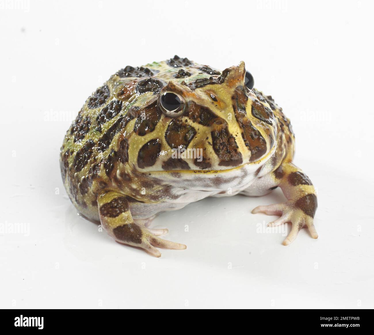 La grenouille cornue d'Argentine, et ornementé ou grenouille Pacman (Ceratophrys ornata) Banque D'Images