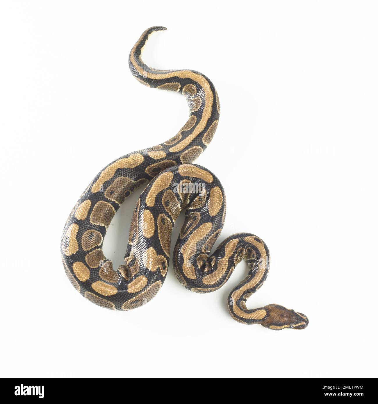 Python royal (Python regius), 3 ans, femme Banque D'Images