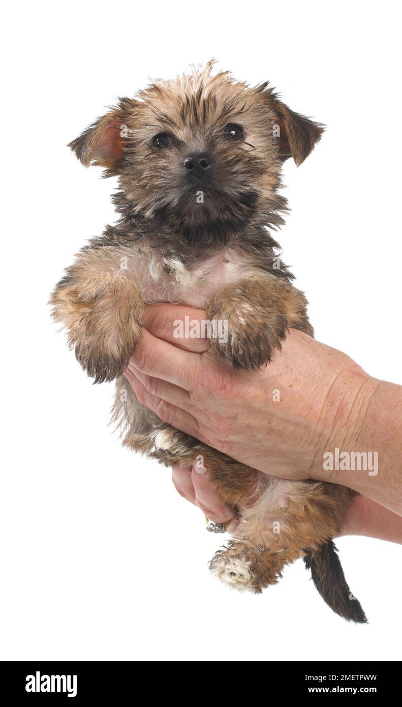 Tenir un chiot entre les mains Banque D'Images