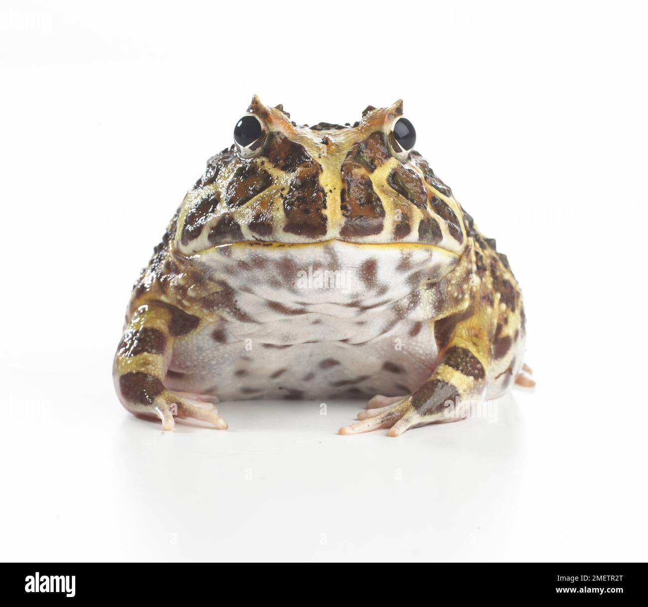 La grenouille cornue d'Argentine, et ornementé ou grenouille Pacman (Ceratophrys ornata) Banque D'Images