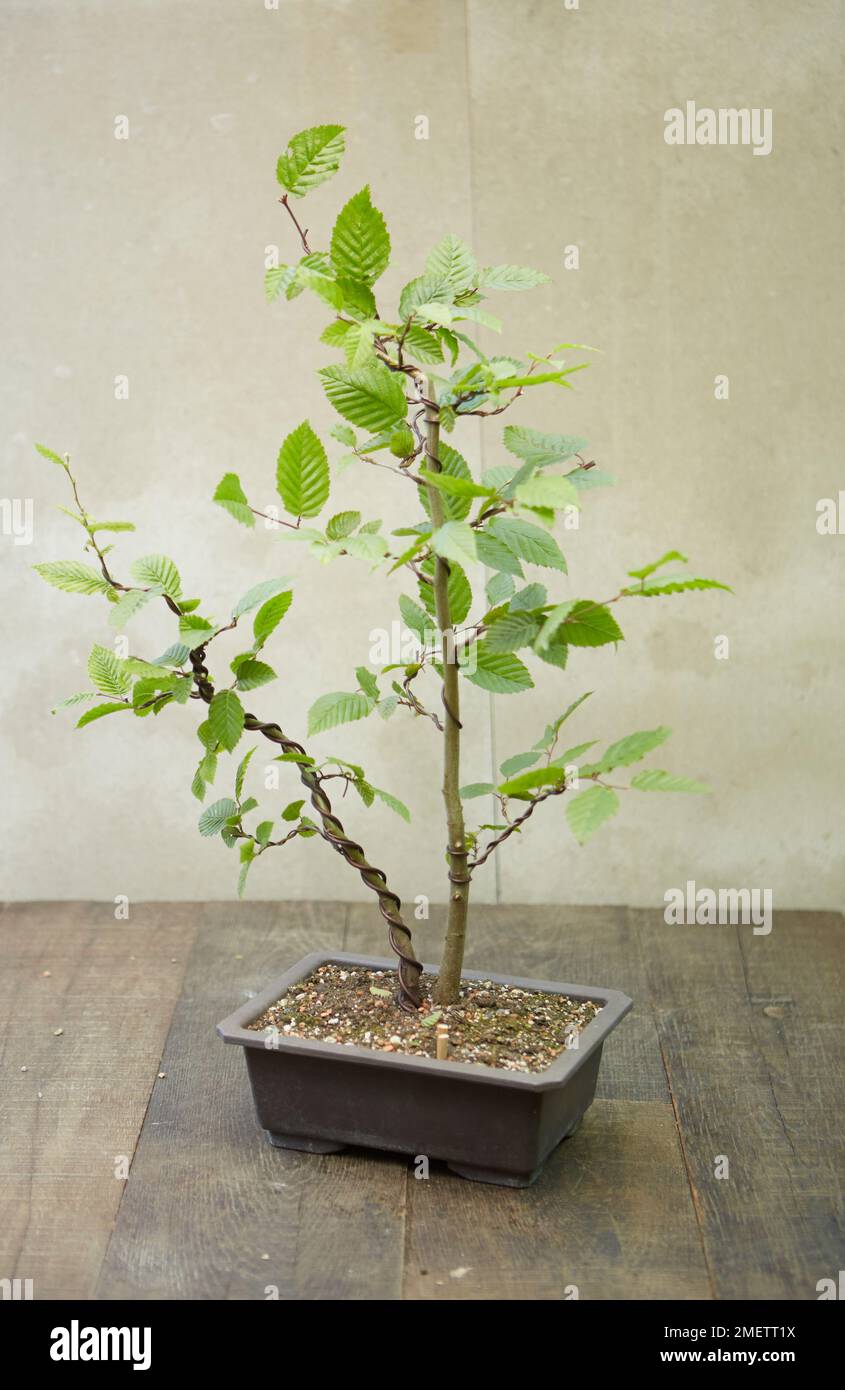 Tronc double Hornbeam bonsaï, arbre combiné parent et enfant Banque D'Images