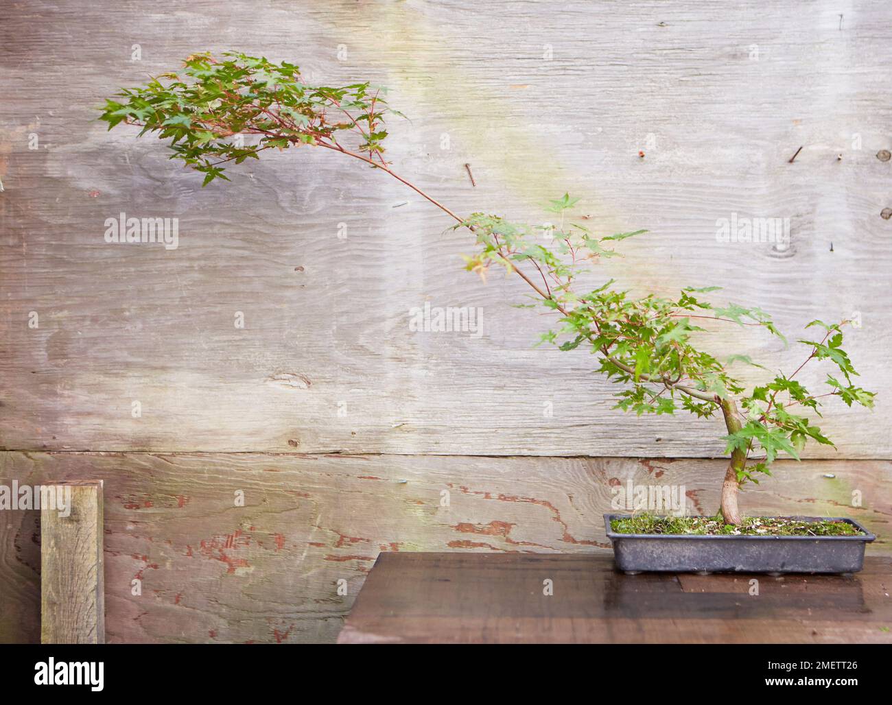 Acer Palmatum (érable japonais), couche d'air, le tronc inférieur Banque D'Images