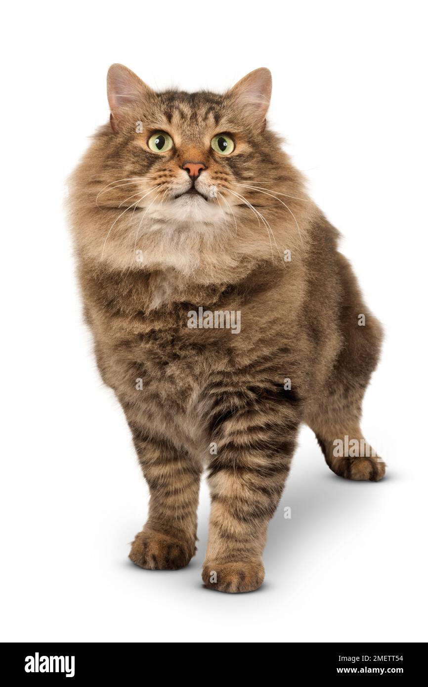 Chat Sibérien Banque D'Images