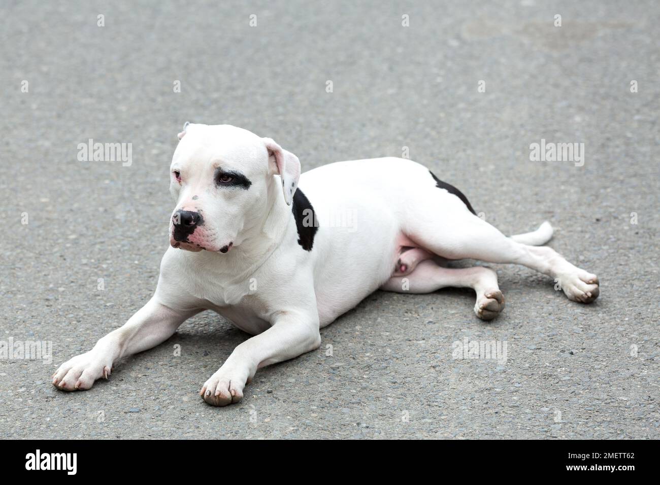 Un Pitbull American Stanford - chien adulte. Banque D'Images