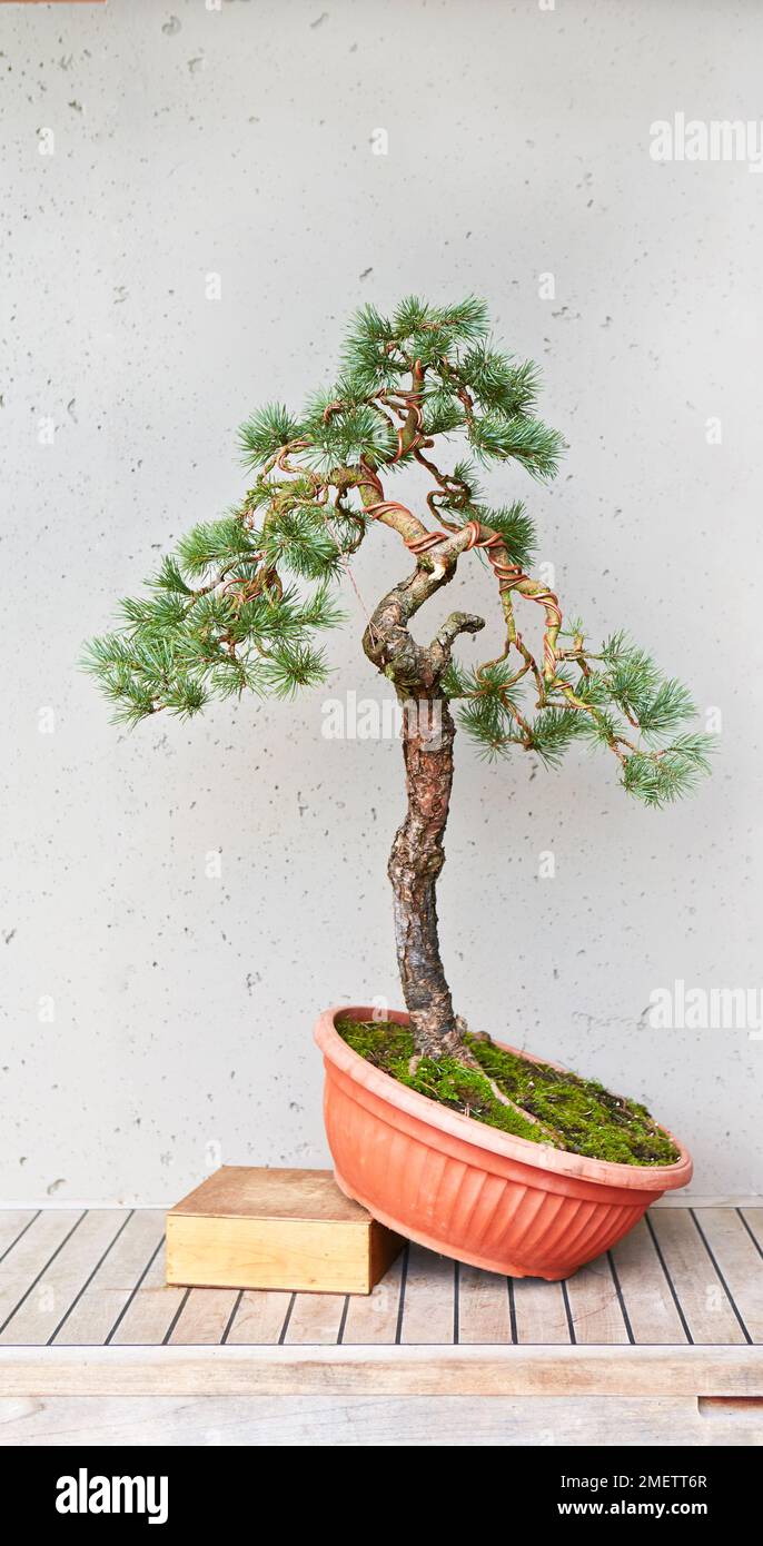 Styling pin sauvage (yamadori), arbre positionné à l'angle correct et câblé Banque D'Images