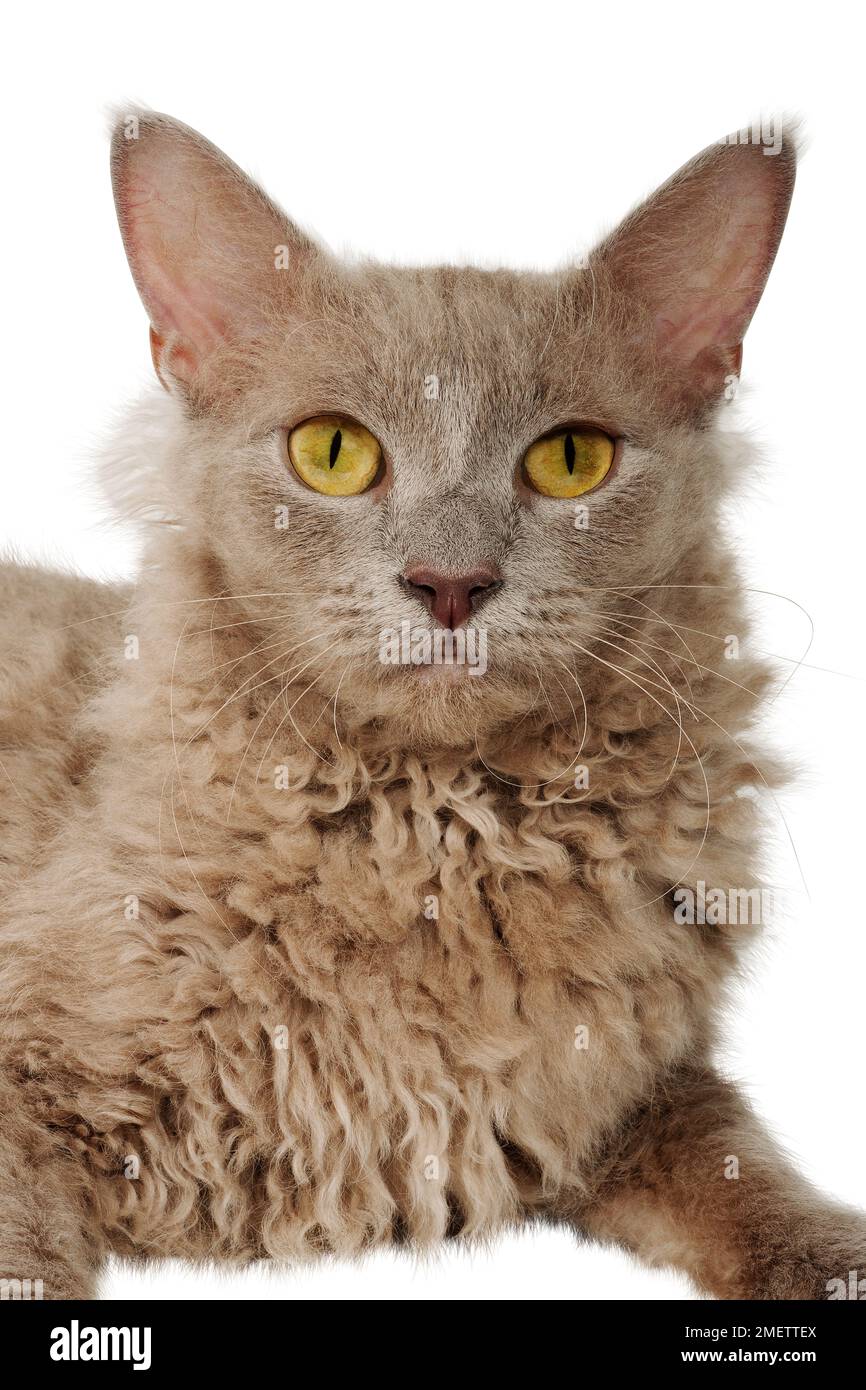 Laperm Longhair Cat Banque D'Images