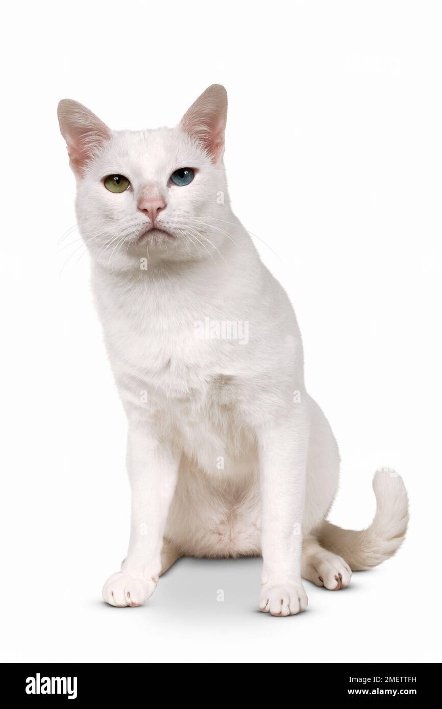 Khao Manee shorthair cat Banque D'Images