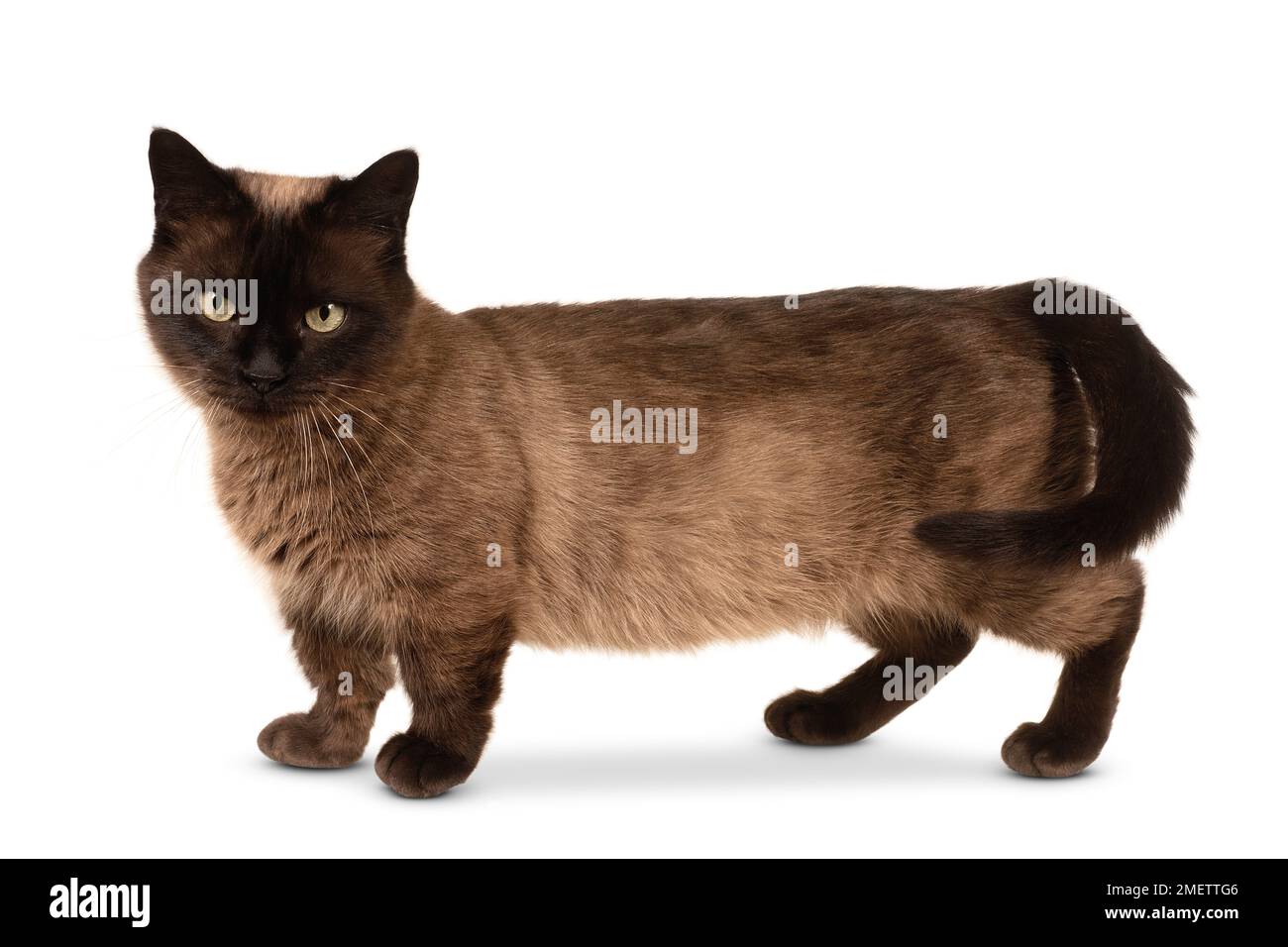 Munchkin Poil Long Cat Banque D'Images