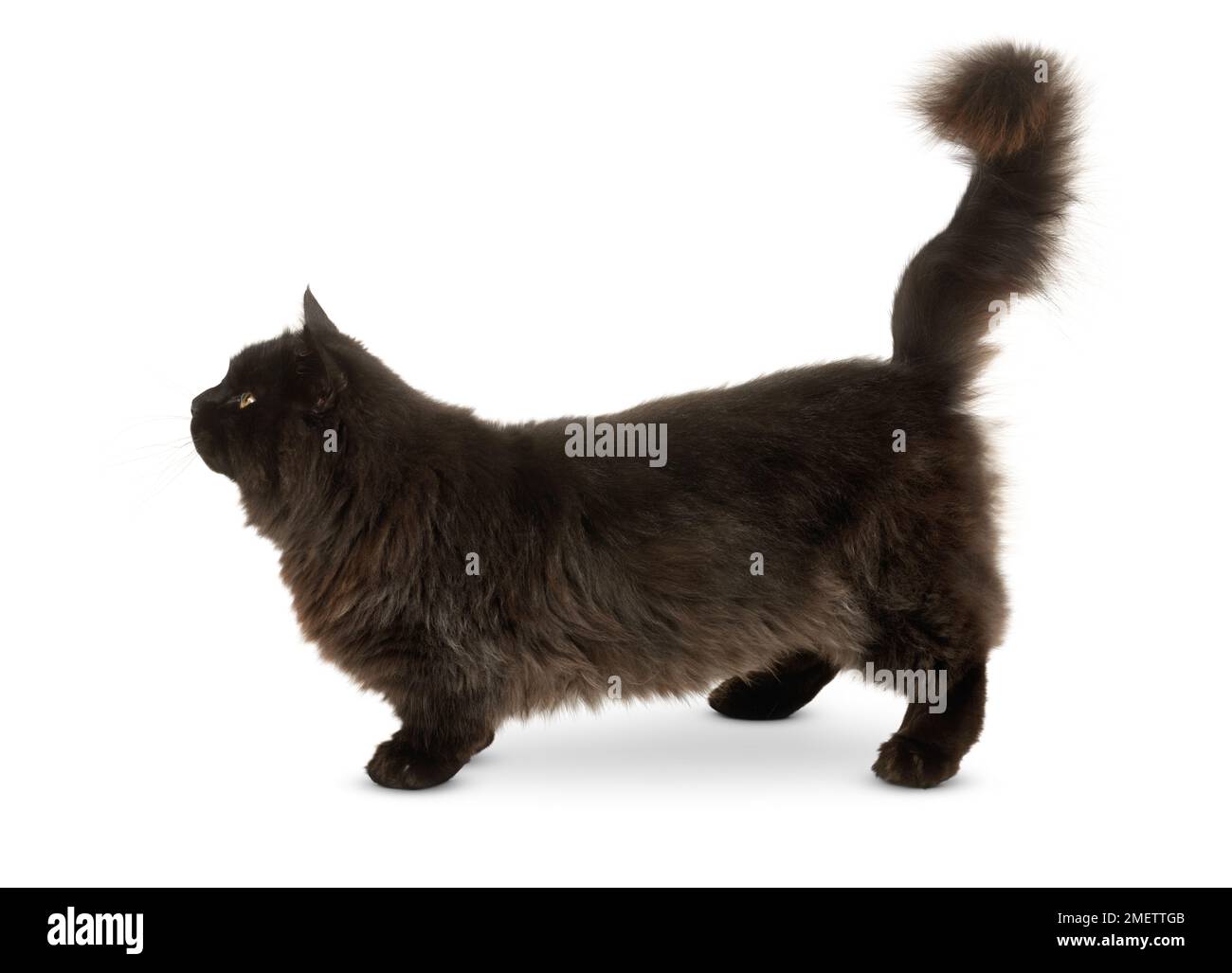 Munchkin Longhair Cat Banque D'Images