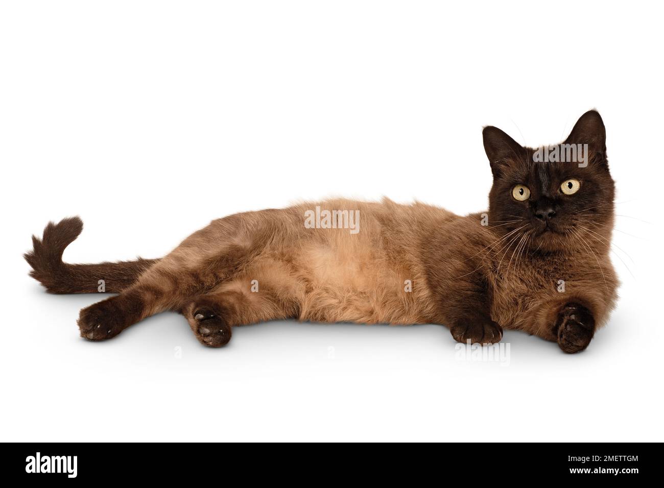 Munchkin Poil Long Cat Banque D'Images