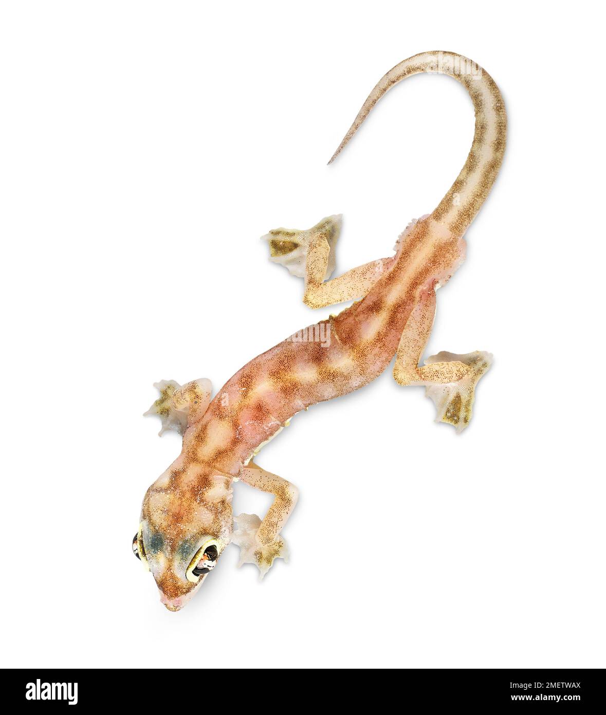 Les putois Web gecko (Palmatogecko rangei) Banque D'Images