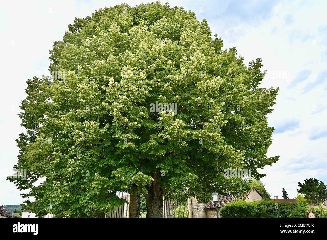 Bühler-Büren-Baum auf Schloss Gilly Banque D'Images