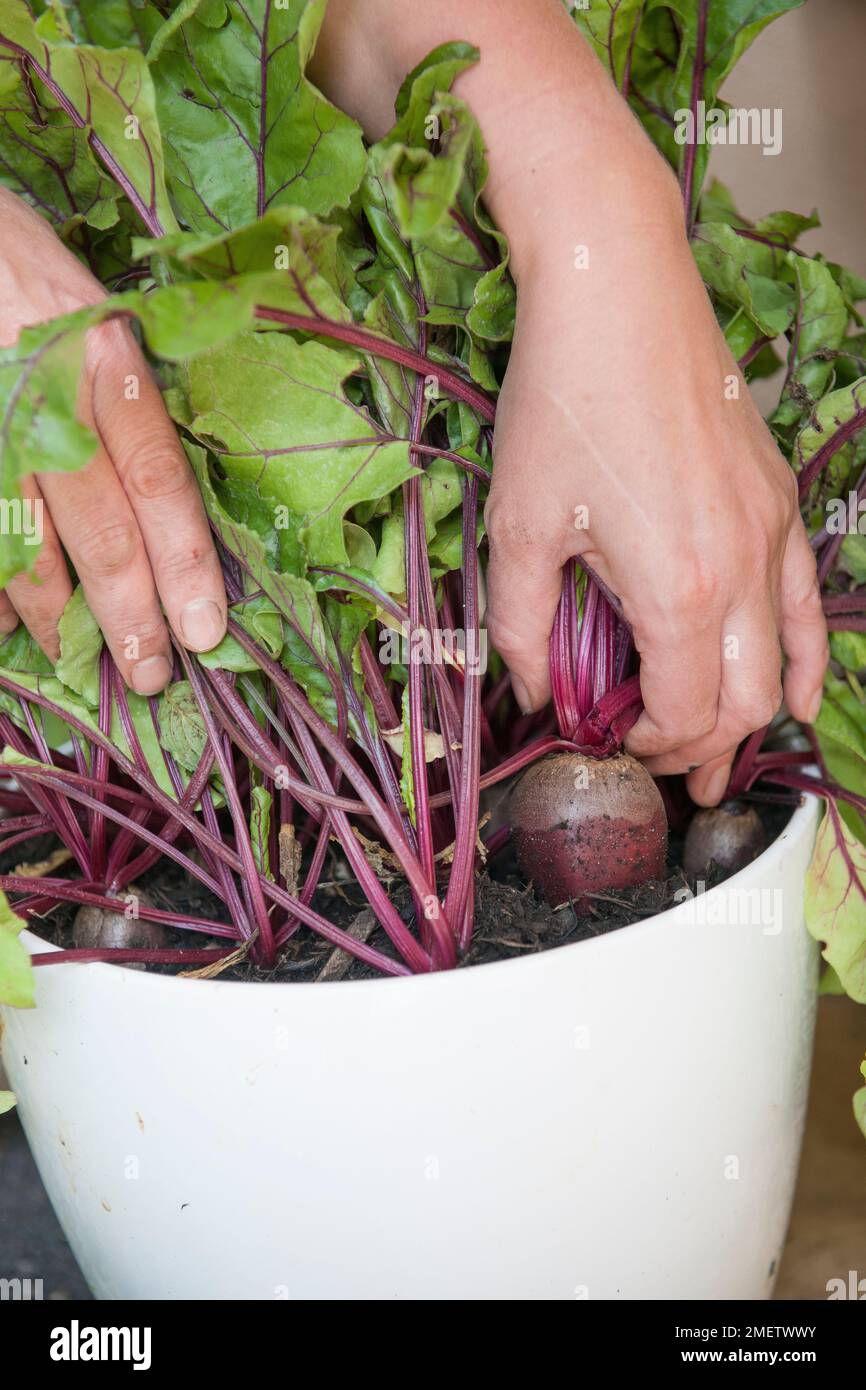 Récipient de récolte de betteraves cultivées Banque D'Images