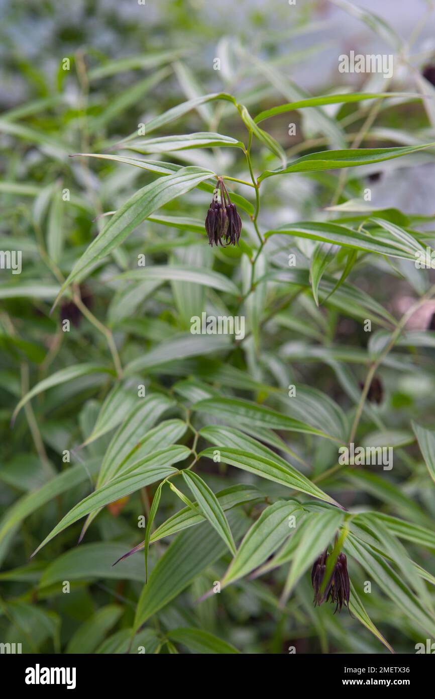 Disporum cantoniense ? VÉRIFIEZ LE NOM Banque D'Images