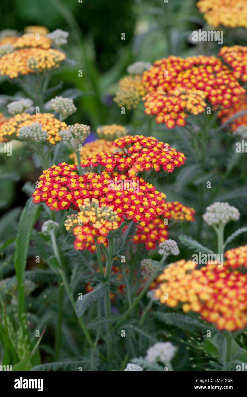 Achillea 'Paprika' (série Galaxy) Banque D'Images
