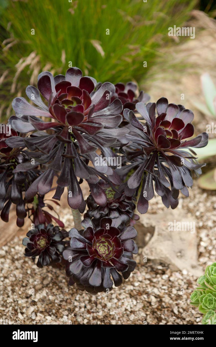 Aeonium arboreum 'Schwartzkopf' Banque D'Images