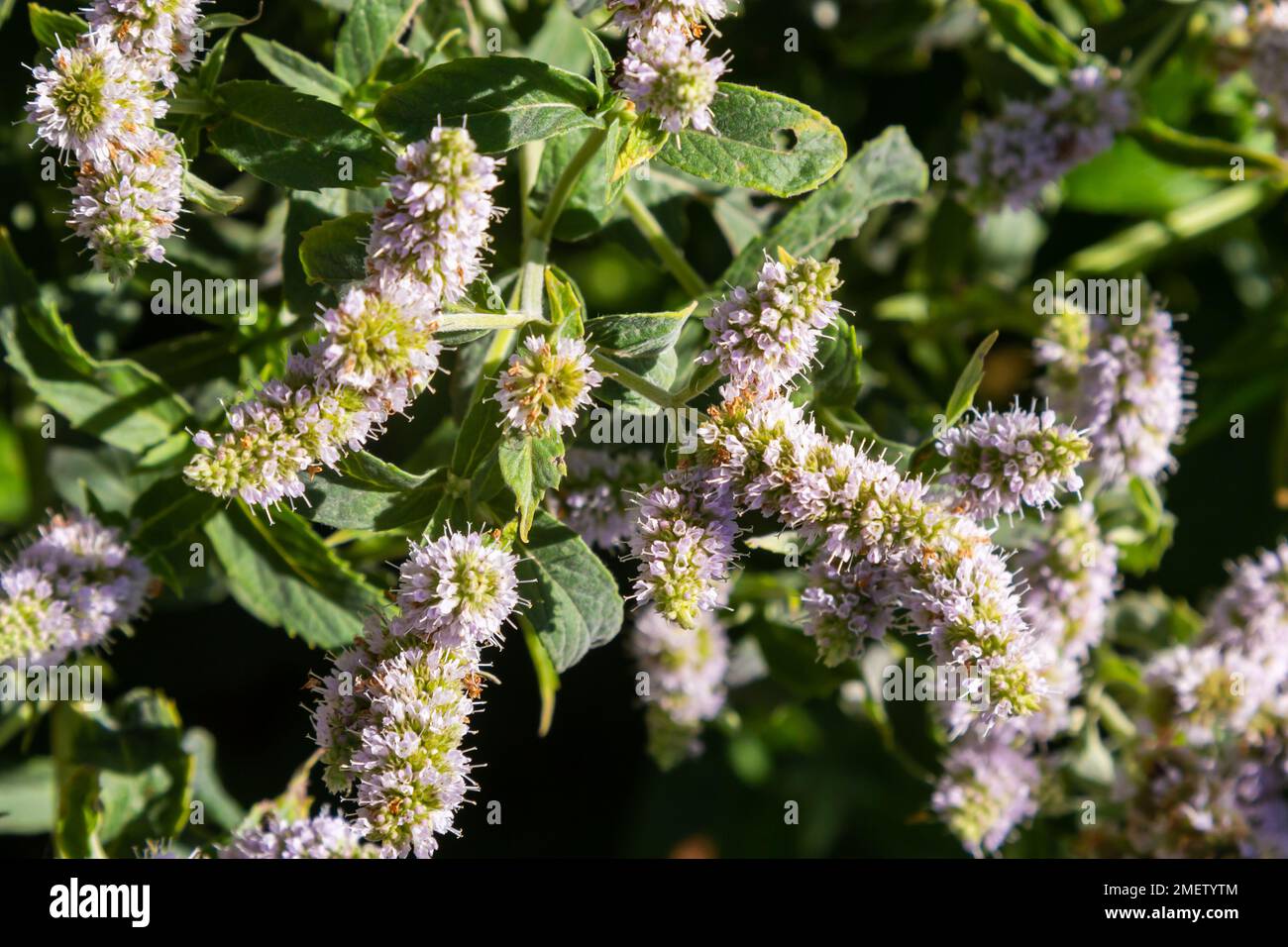 Dans la menthe sauvage pousse long-leaved Mentha longifolia. Banque D'Images