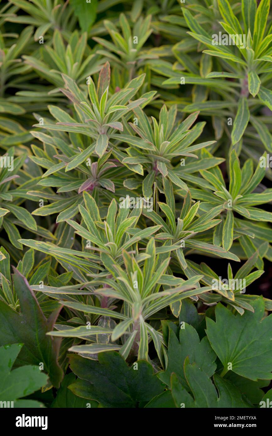 Euphorbia martini x 'Rainbow' Ascot Banque D'Images