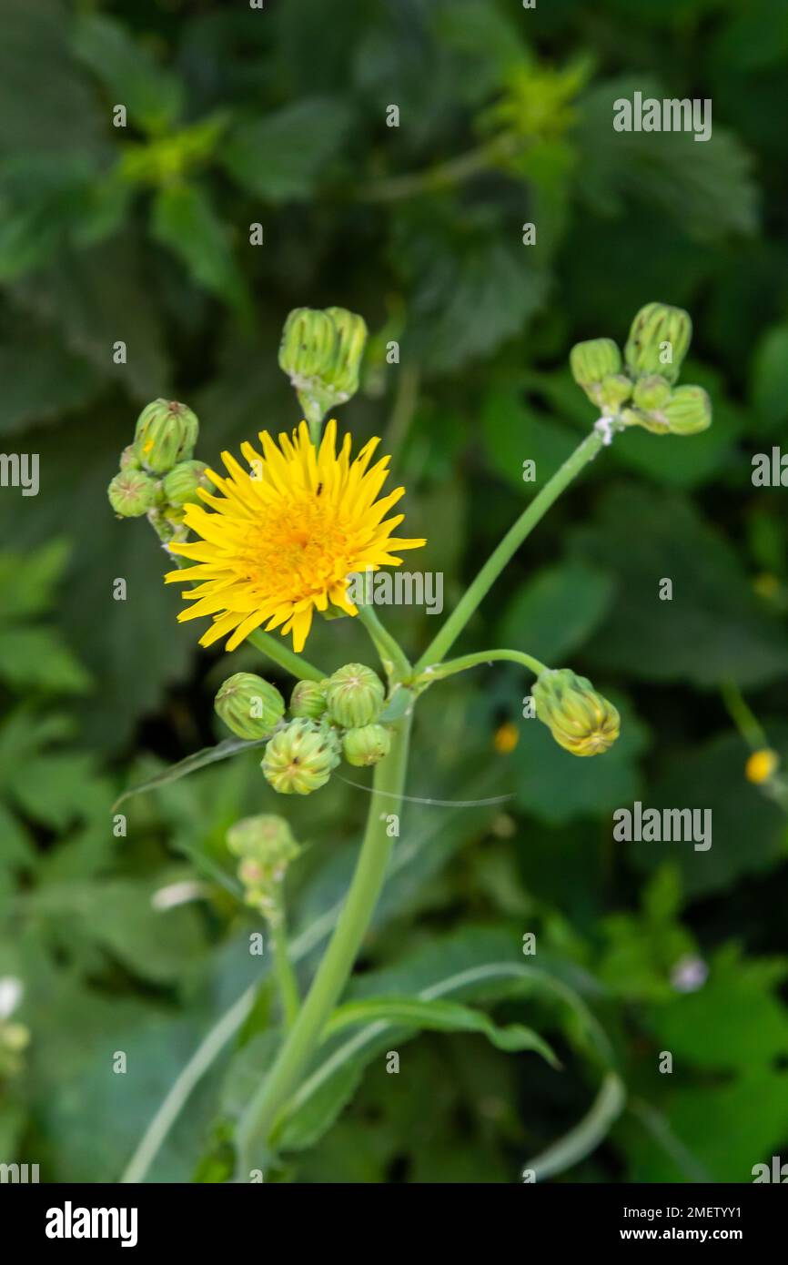 Sol commun ou Senecio vulgaris dans la nature, Biélorussie. Banque D'Images