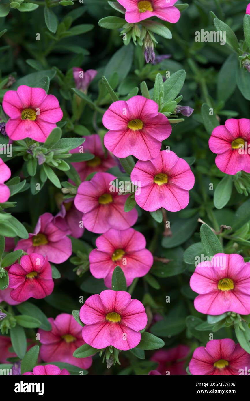 Calibrachoa Cabaret Rose chaud Banque D'Images