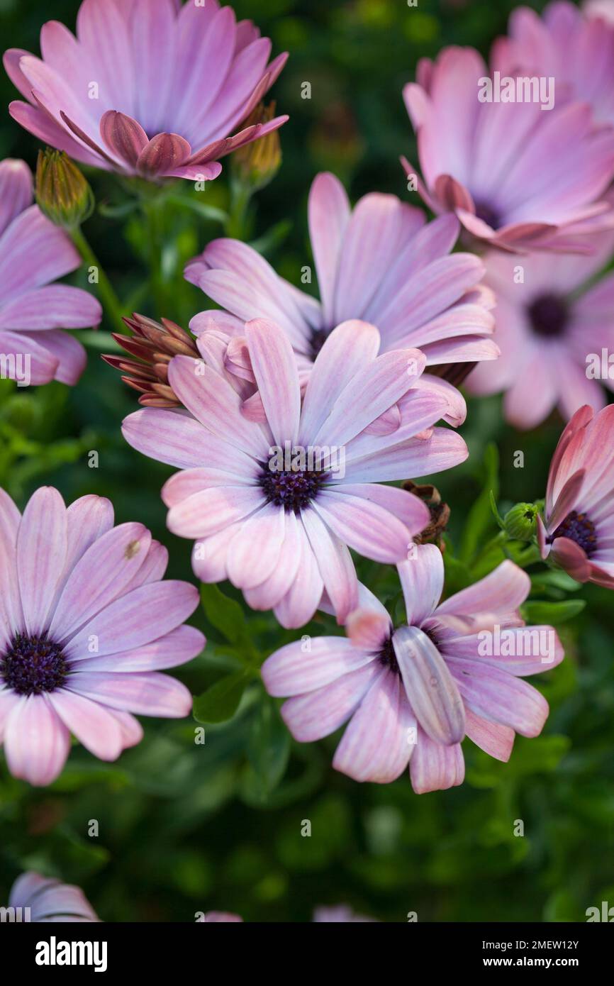 Osteospermum Serenity « Pink Magic » Banque D'Images