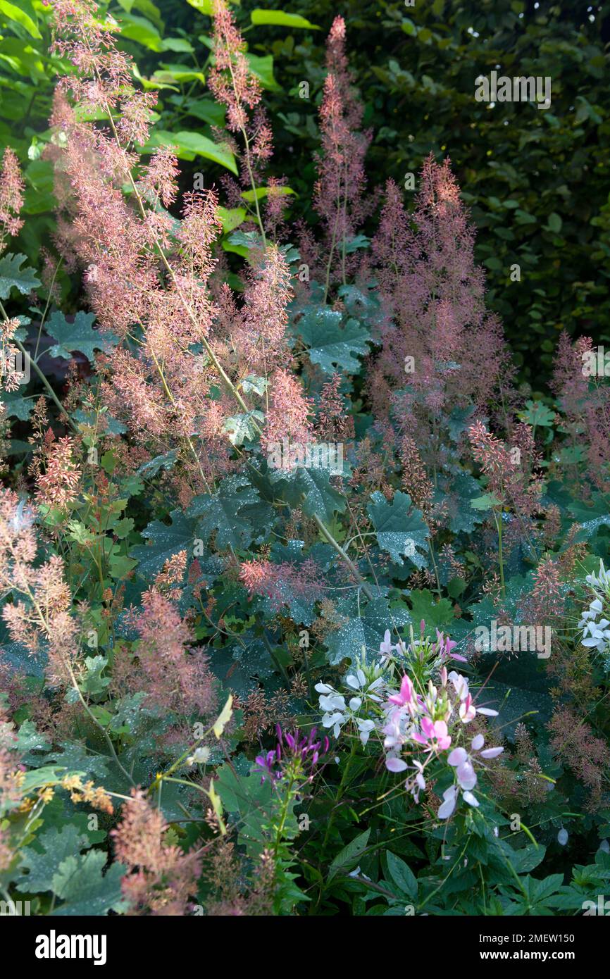 Macleaya microcarpa 'Spetchley Ruby' Banque D'Images