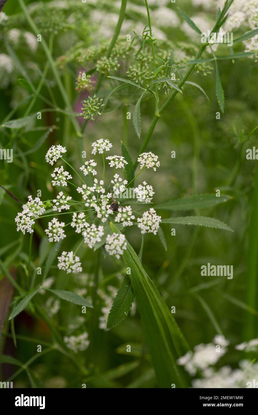 AMMI Major PAS SÛR Banque D'Images