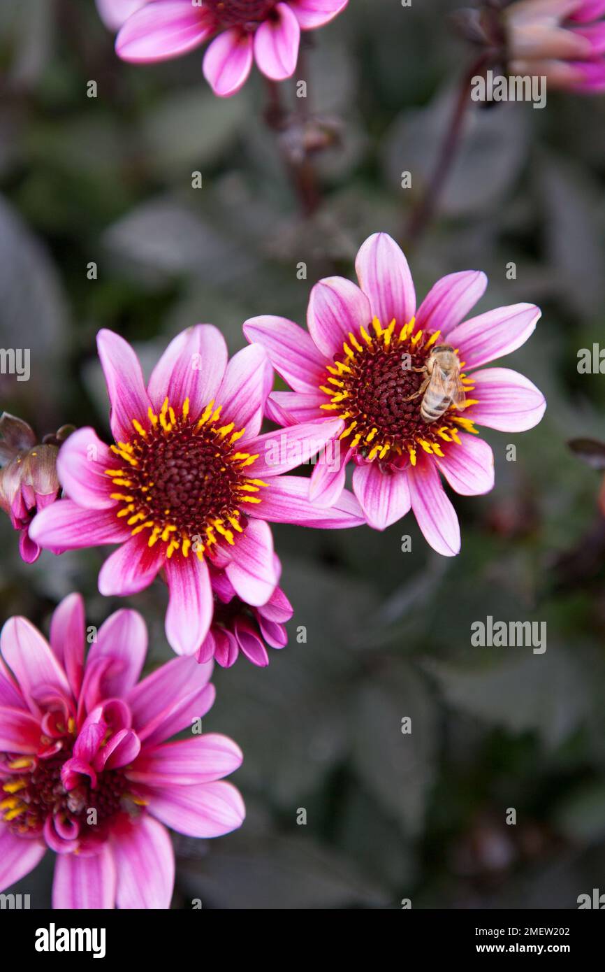 Dahlia « jolie femme » Banque D'Images