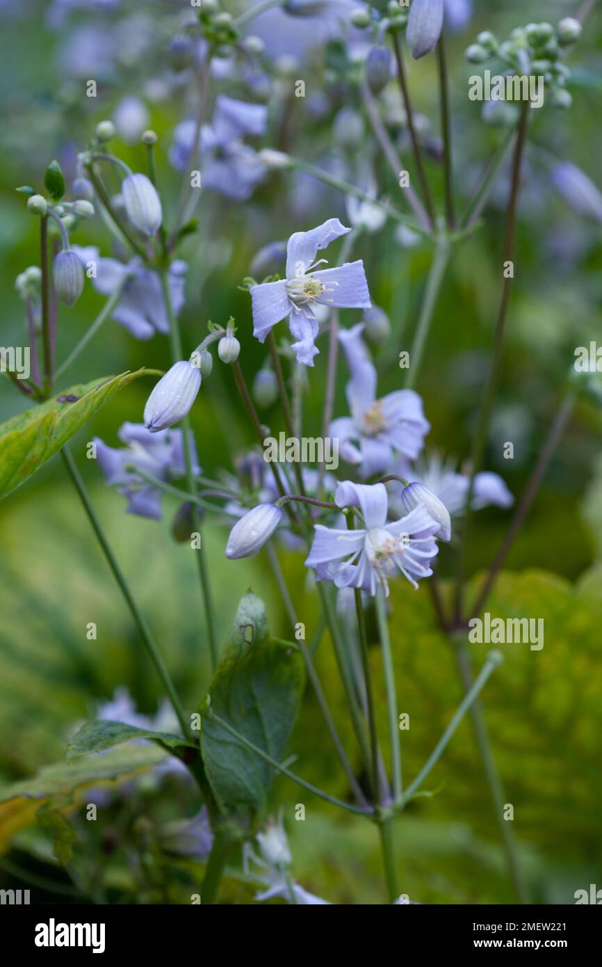 Anemone hupehensis var japonica 'Pamina' Banque D'Images