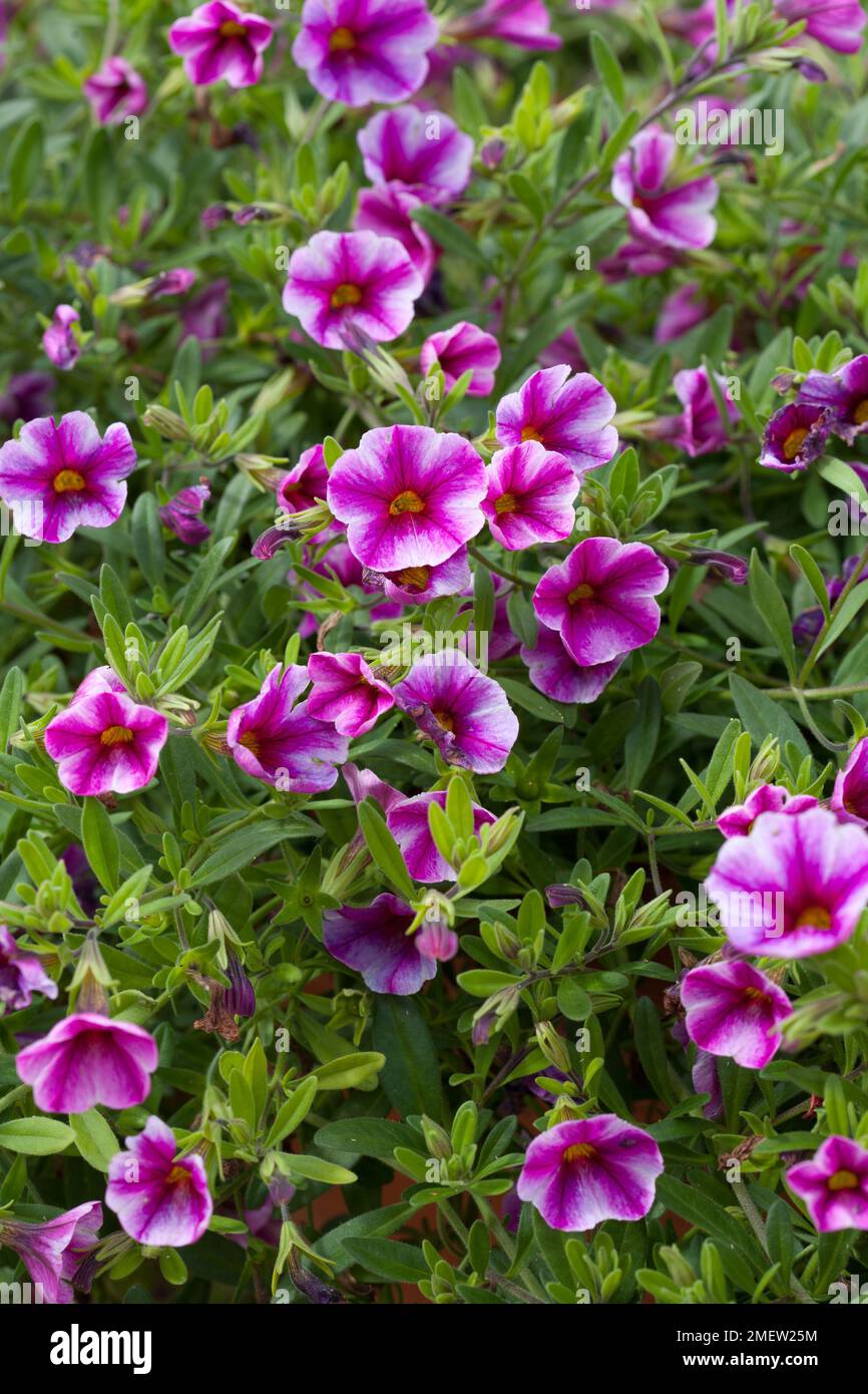 Calibrachoa CAN peut Hot Pink Star Banque D'Images
