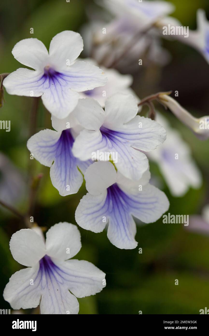 Streptocarpus "Crystal Ice' Banque D'Images