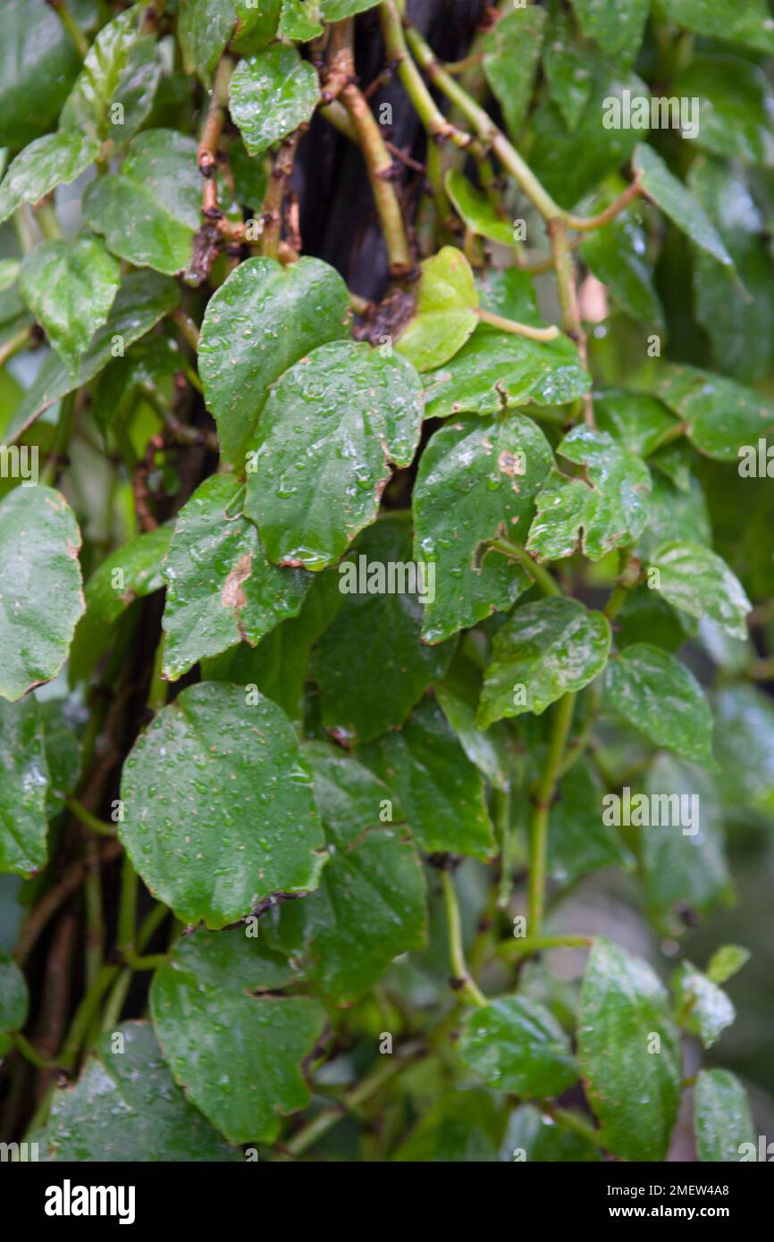Dicksonia squarrosa Banque D'Images