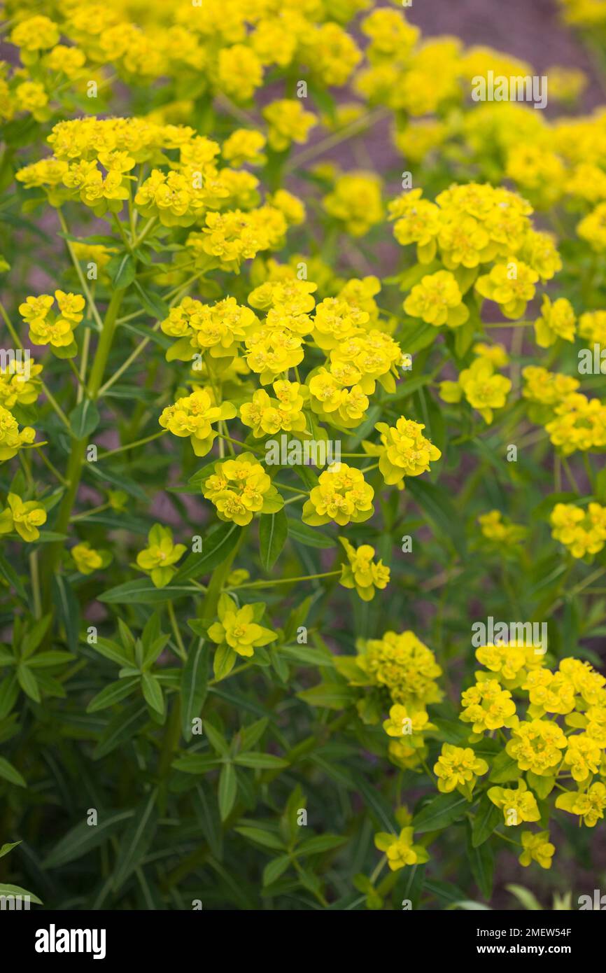 Euphorbia palustris Banque D'Images