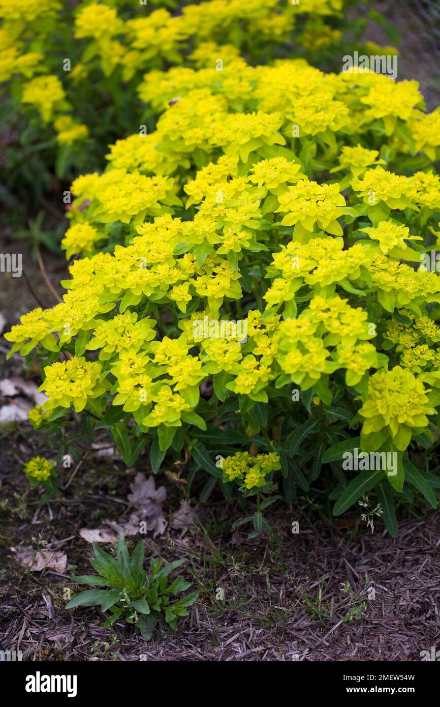 Euphorbia epithymoides 'Midas' Banque D'Images