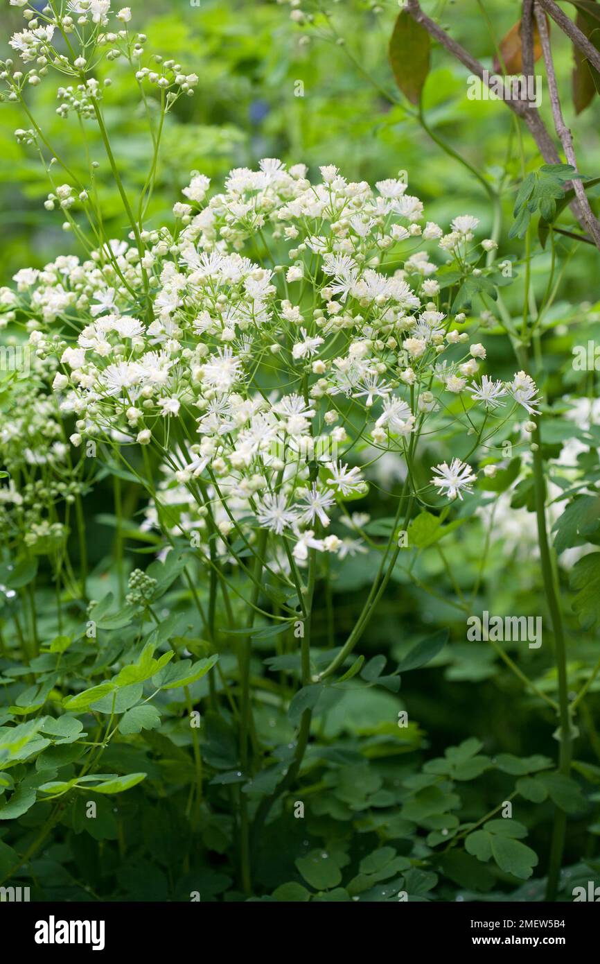 Thalictrum aquilegiifolium Banque D'Images