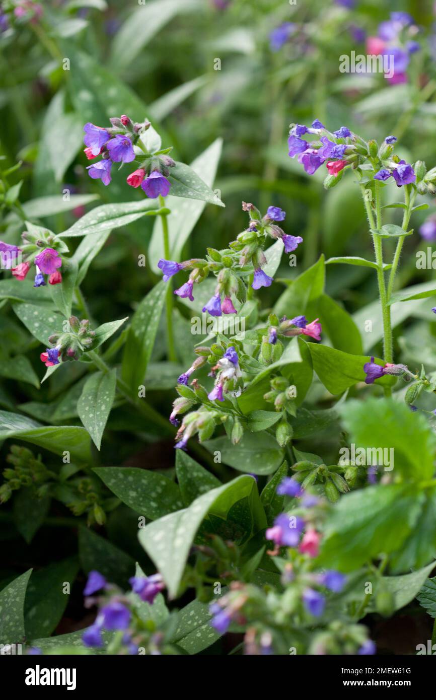 Pulmonaria « framboise Splash » Banque D'Images