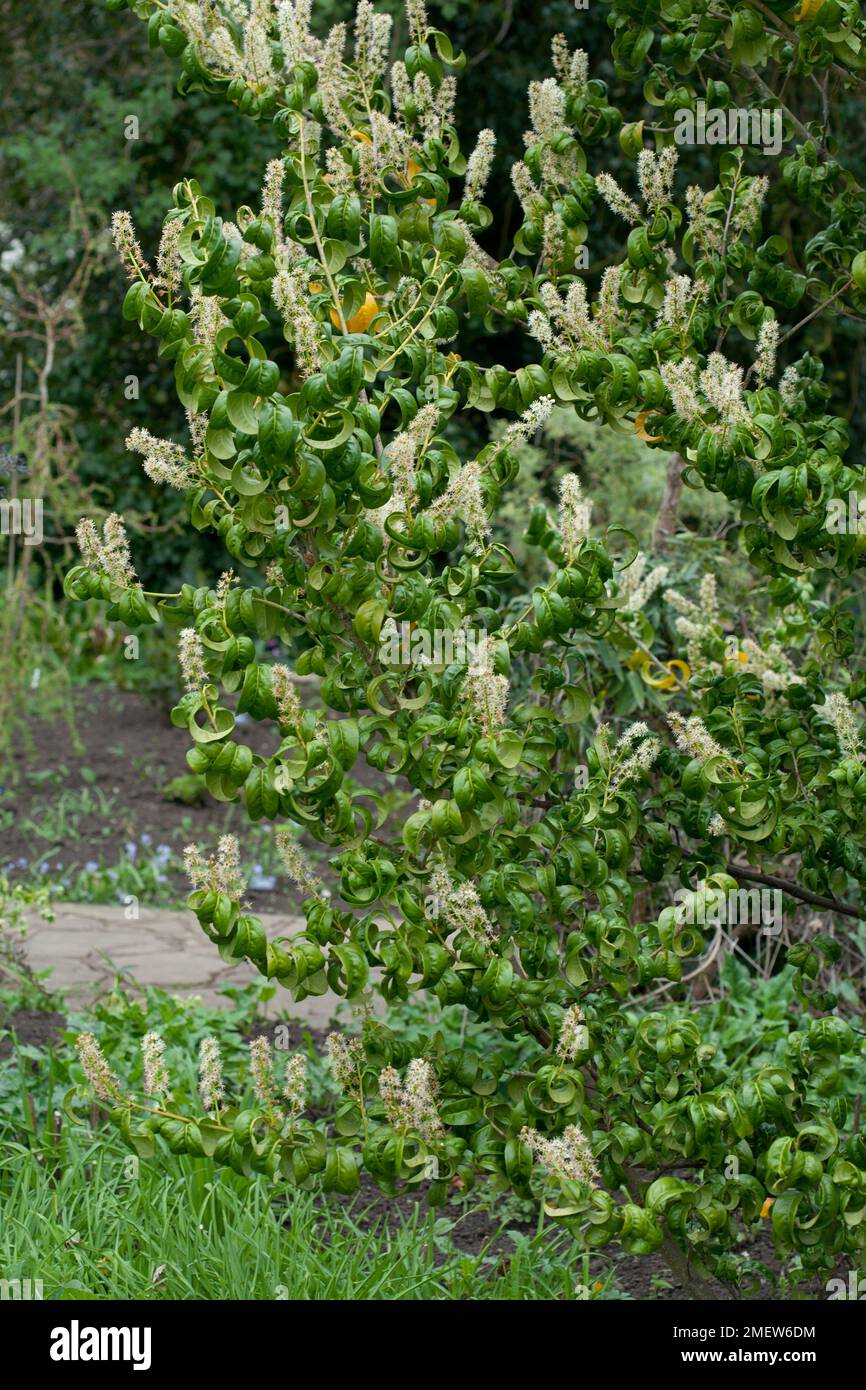 Prunus laurocerasus 'Rotundifolia' Banque D'Images