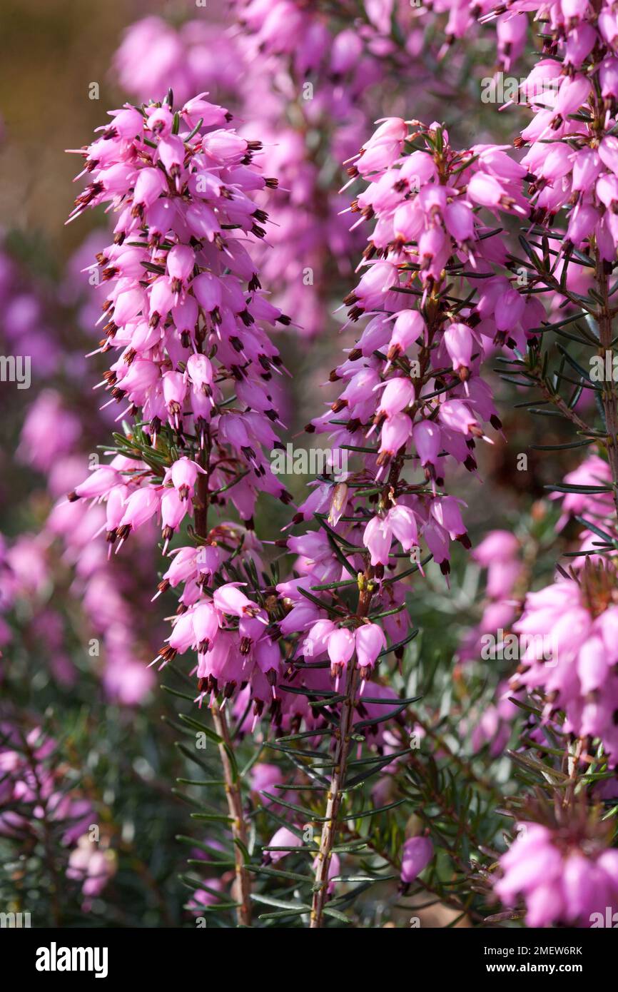 Erica x darleyensis 'Spring surprise' Banque D'Images