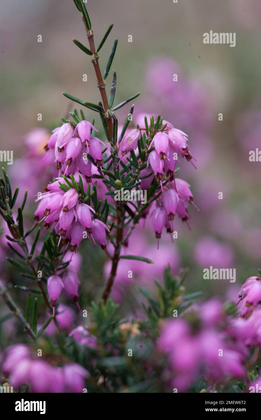 Erica x darleyensis 'Ghost Hills' Banque D'Images