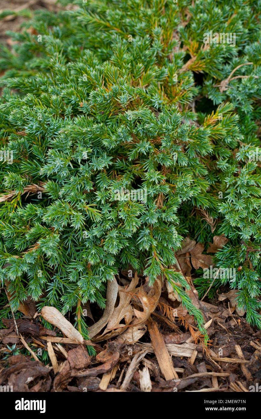 Juniperus squamata 'Blue Carpet' Banque D'Images