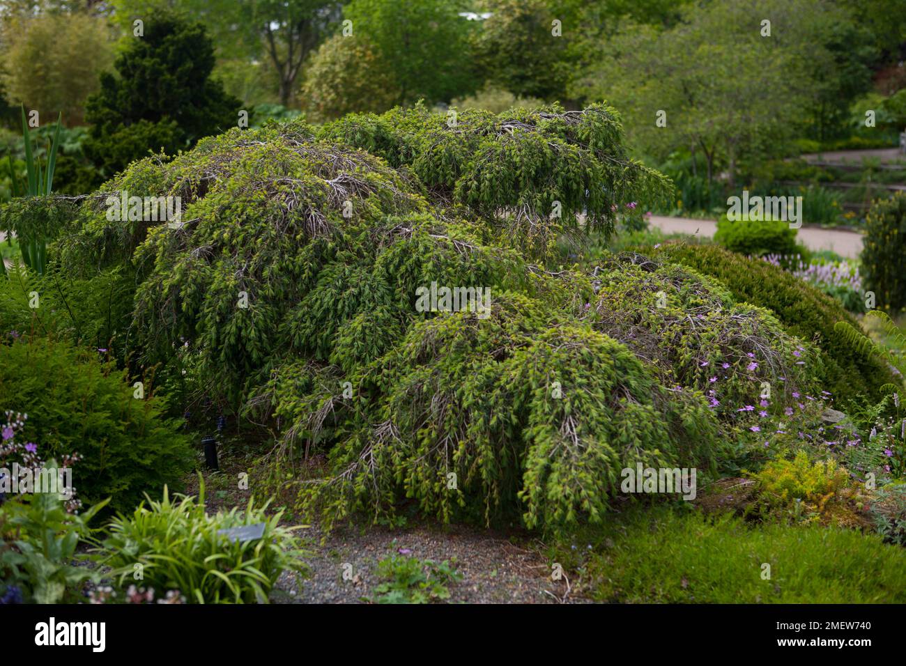 Cedrus deodara 'Feelin' Bleu' Banque D'Images