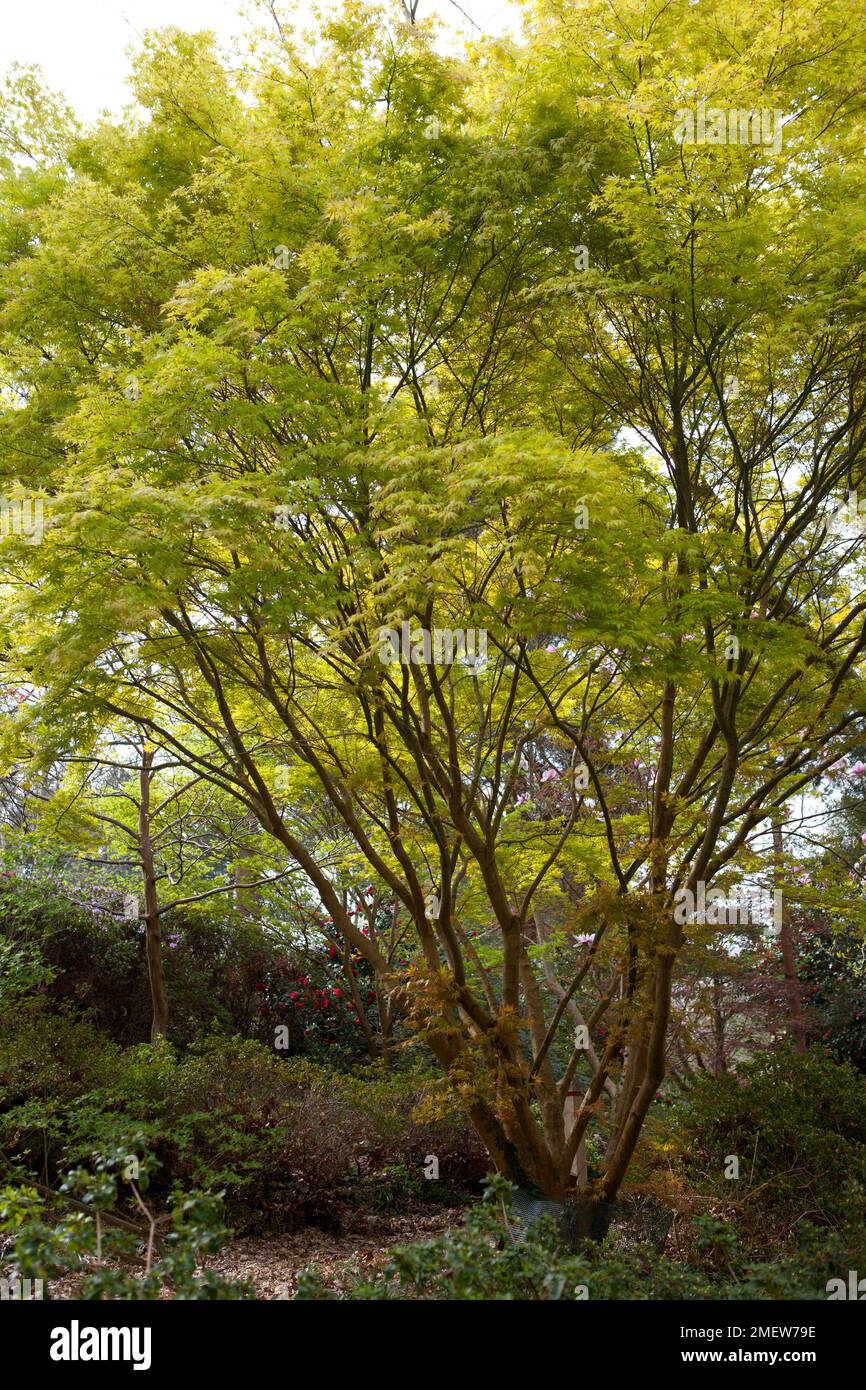 Acer Palmatum 'Katsura' Banque D'Images