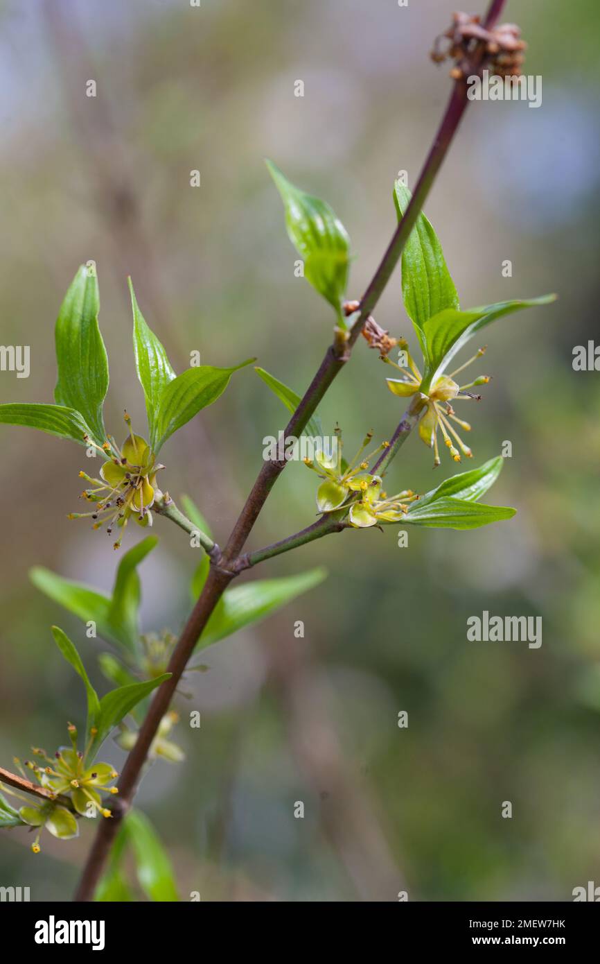 Cornus officinalis Banque D'Images