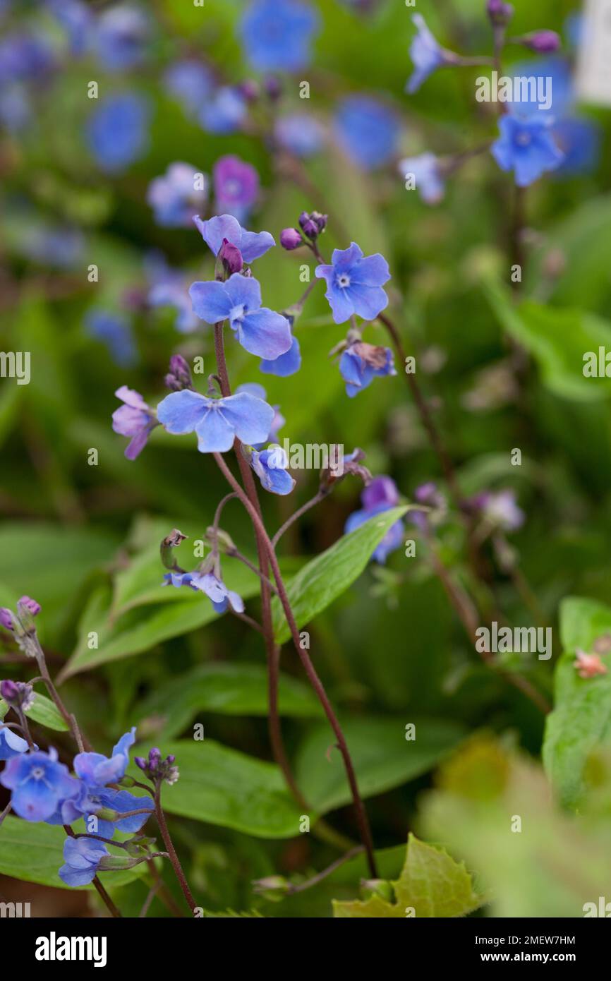 Omphalodes cappadocica 'Cherry Ingram' Banque D'Images