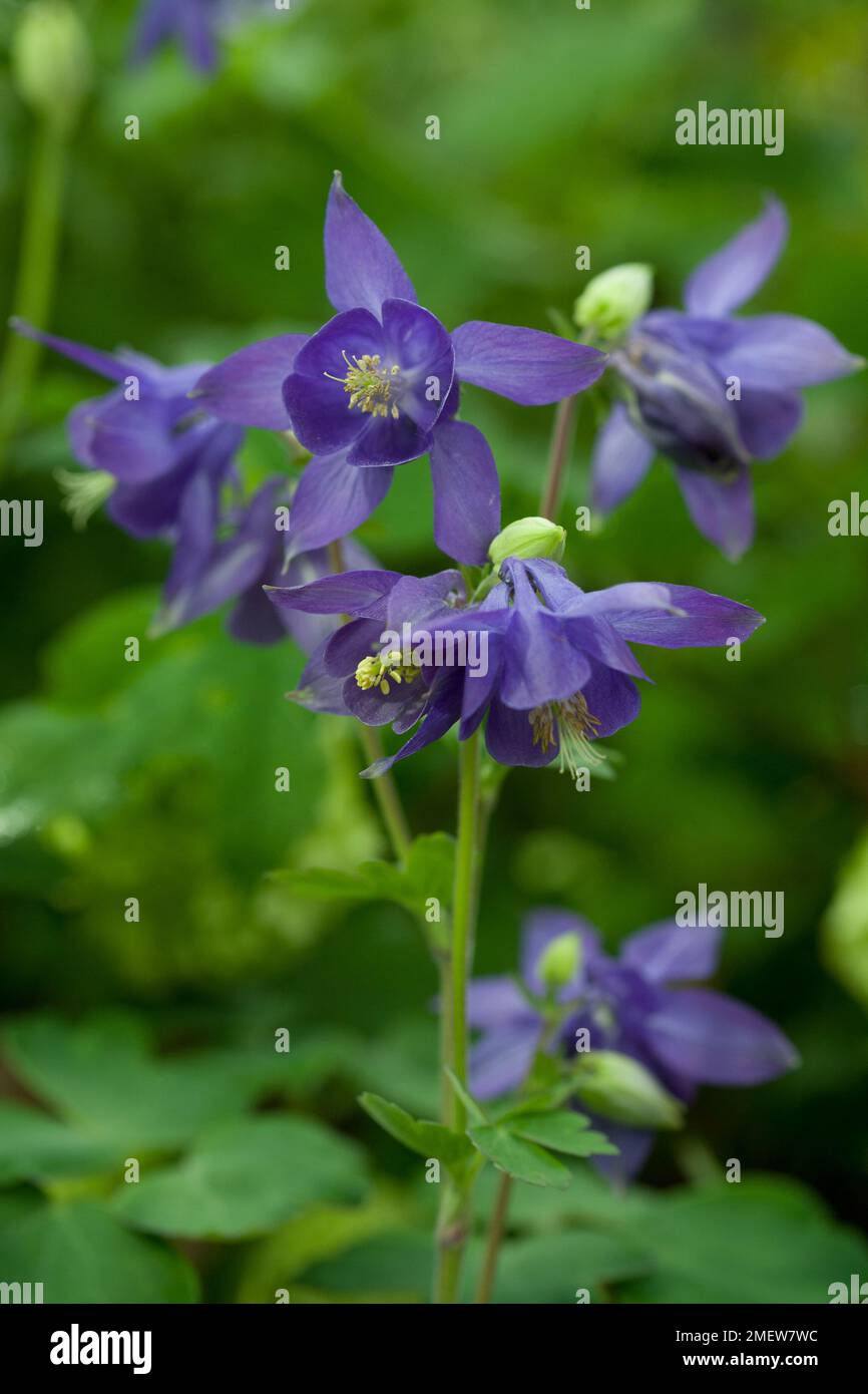 Aquilegia 'alpina' Banque D'Images