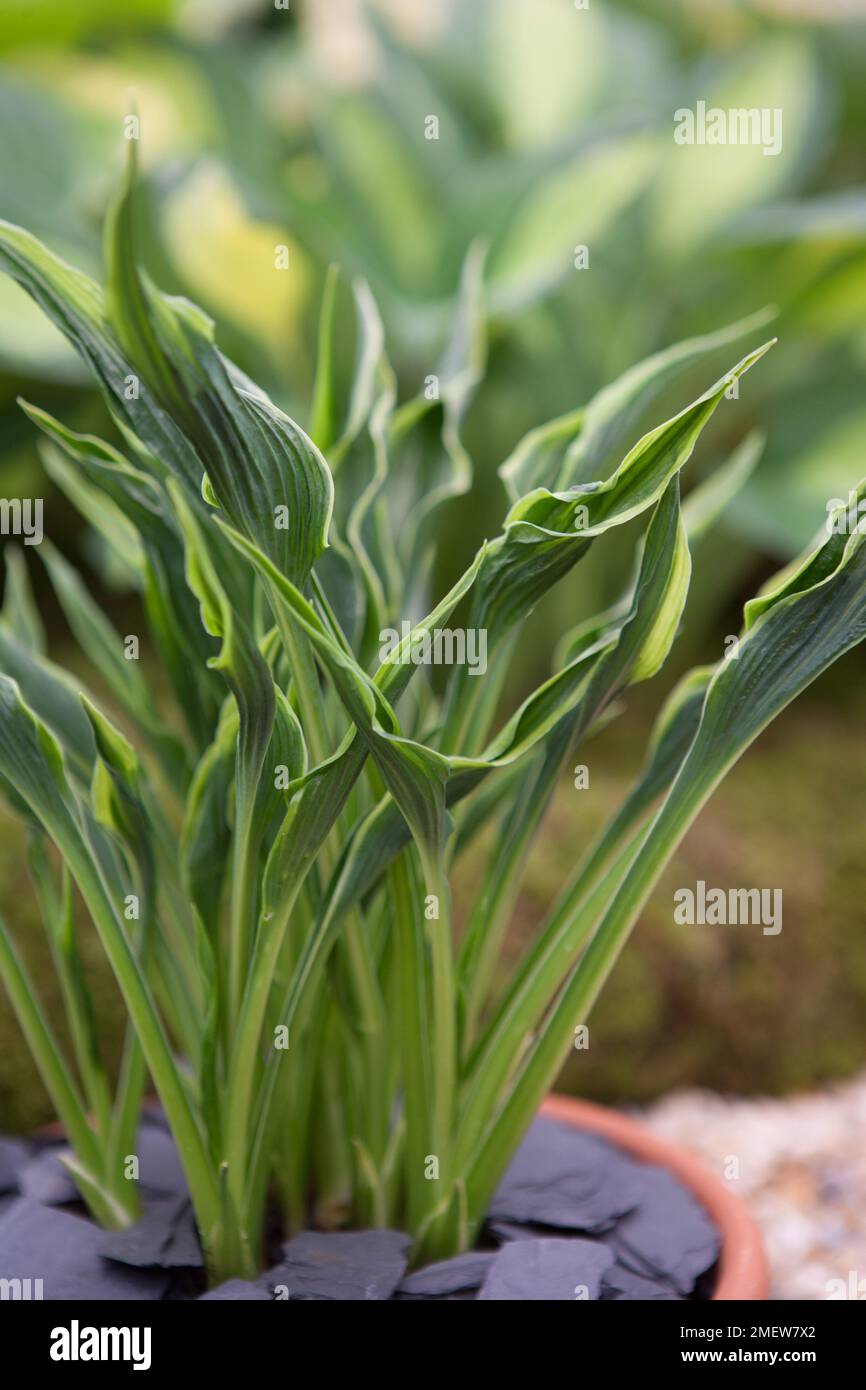 HOSTA 'mains Up' Banque D'Images