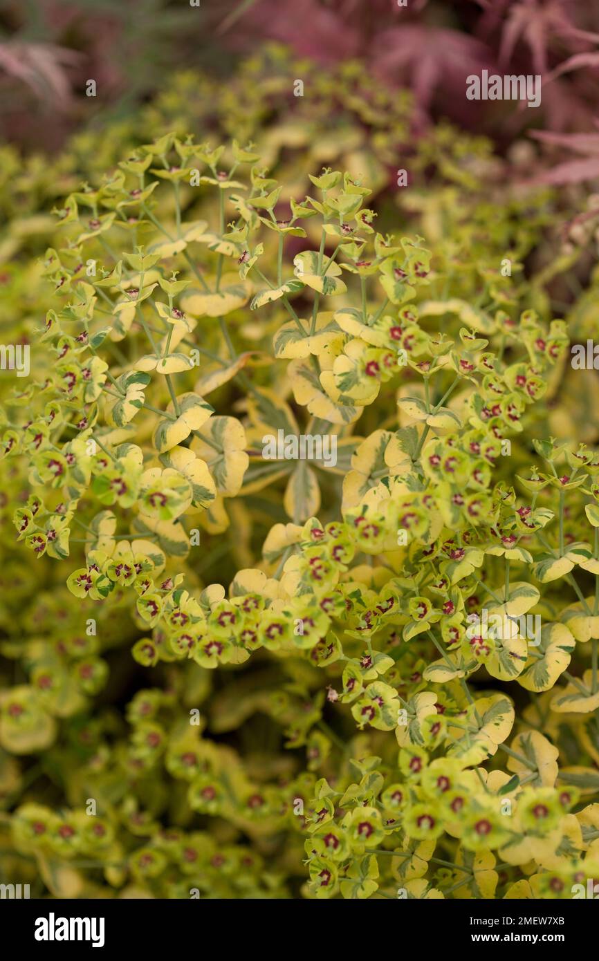 Euphorbia martini x 'Rainbow' Ascot Banque D'Images