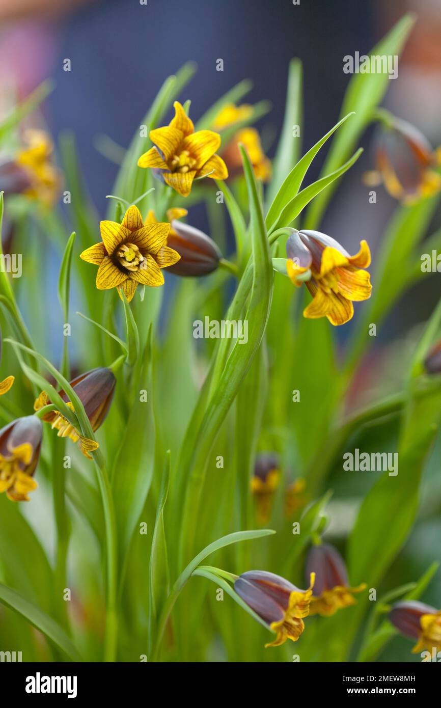 Fritilaria Uva vulpis 'forme de Kew' Banque D'Images