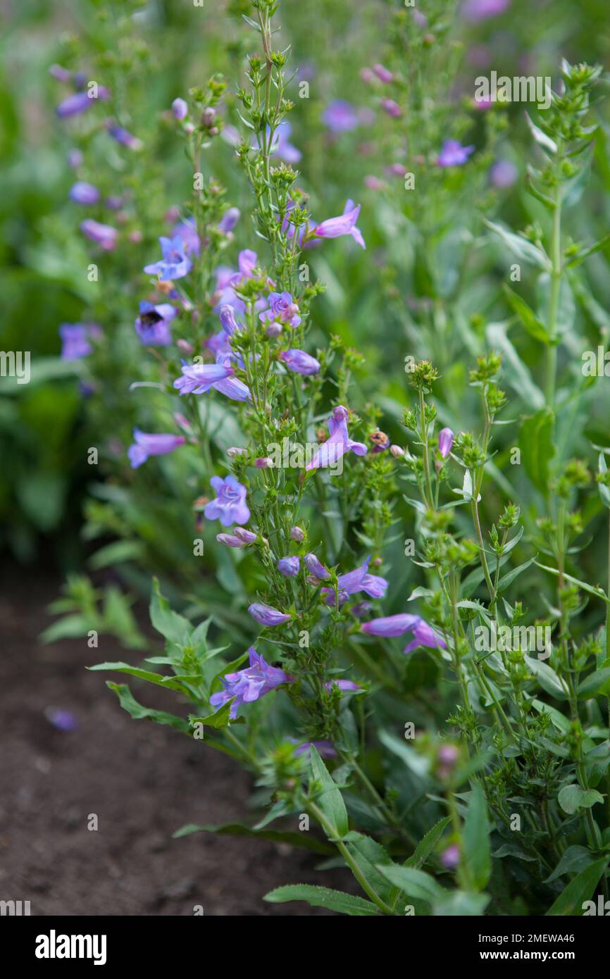 Penstemon heterophyllis 'Bleu céleste' Banque D'Images