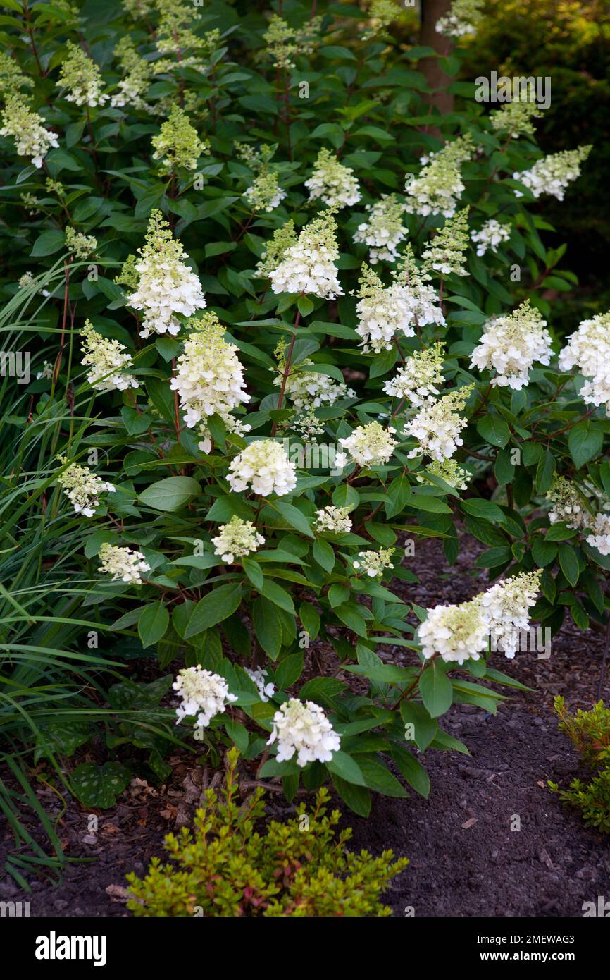 Hydrangea paniculata Pinky-Winky 'vppinky' Banque D'Images Hydrangea paniculata Pinky-Winky 'vppinky' Banque D'Images